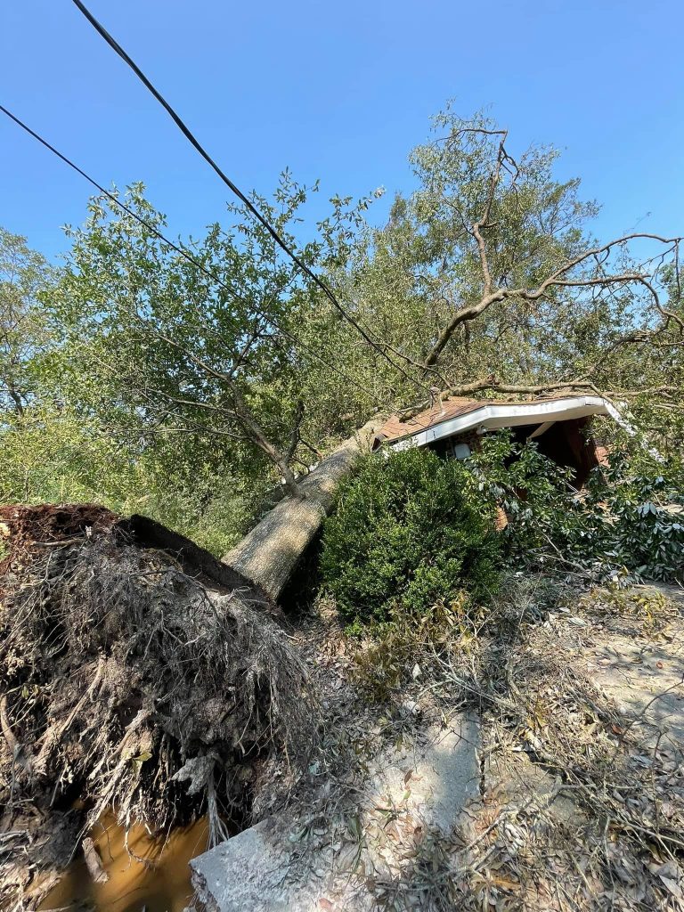 TreePro Tree Trimming & Removal Service - vegas4locals.com