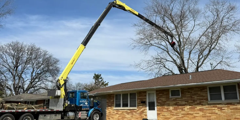 6 Questions to Ask Your Tree Service Provider Before Hiring