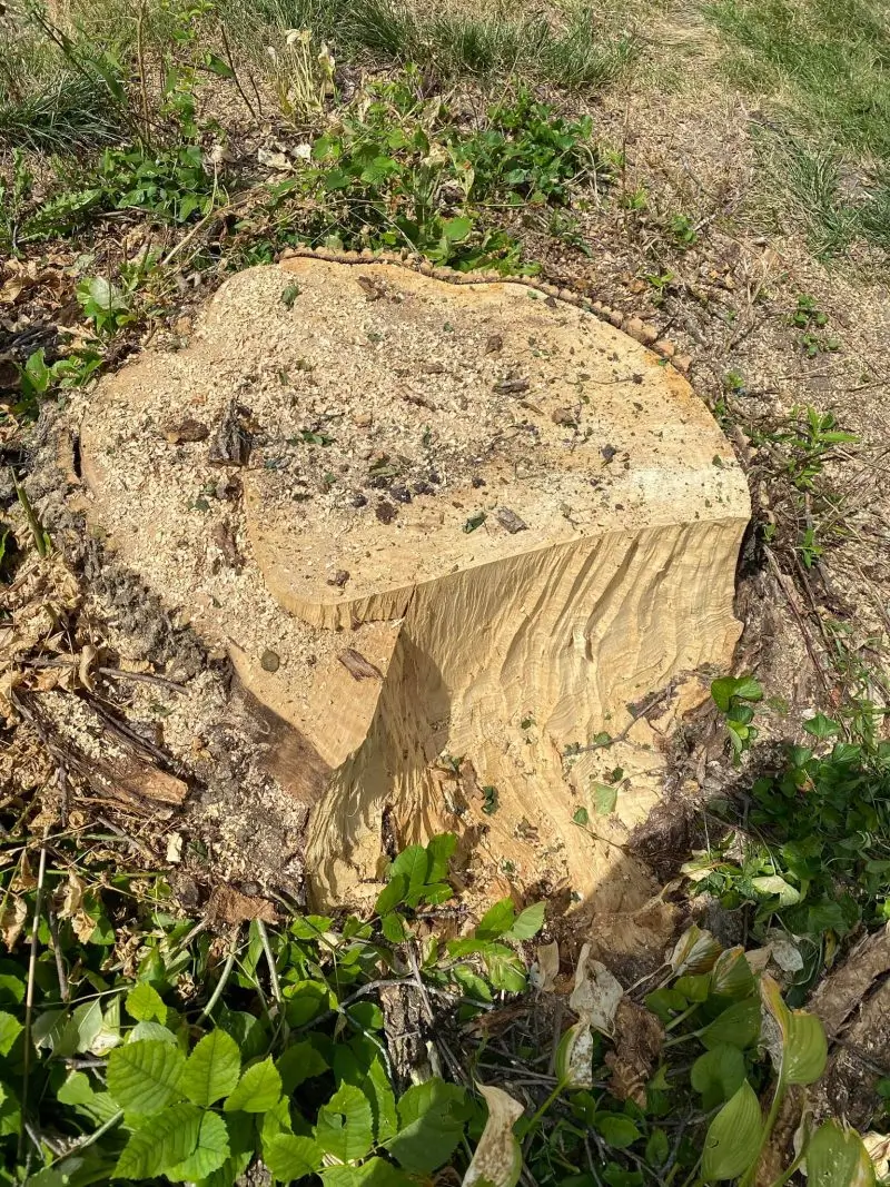 stump grinding