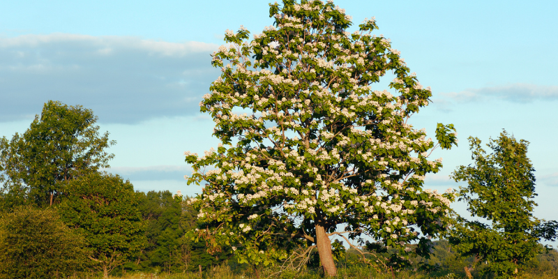 Summer Tree Care: How to Maintain Your Property This Summer
