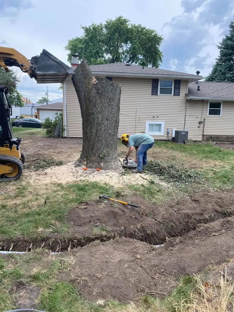 tree removal