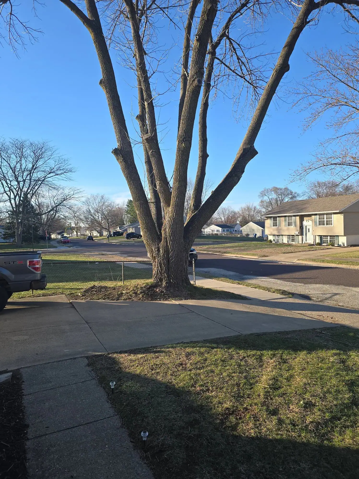 Weekend Crane-Assisted Tree Removal for a Concerned Homeowner