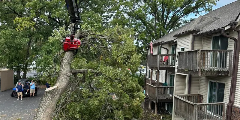 Tree removal service in East Peoria IL with full cleanup