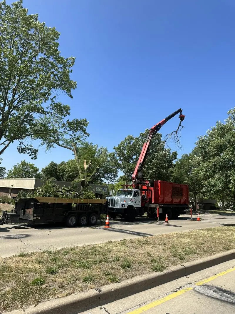 Oak tree trimming service in East Peoria IL with cleanup