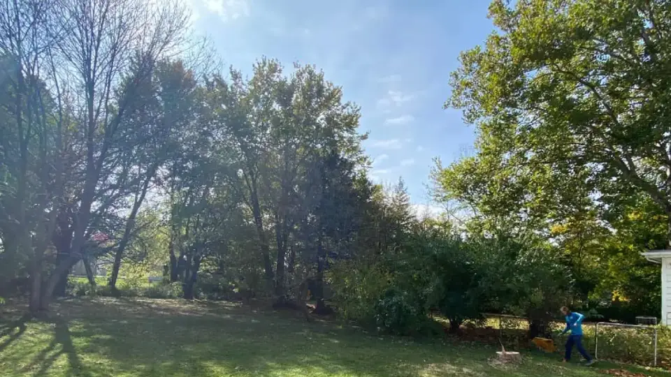 Tree removal near power line in East Peoria IL with stump grinding