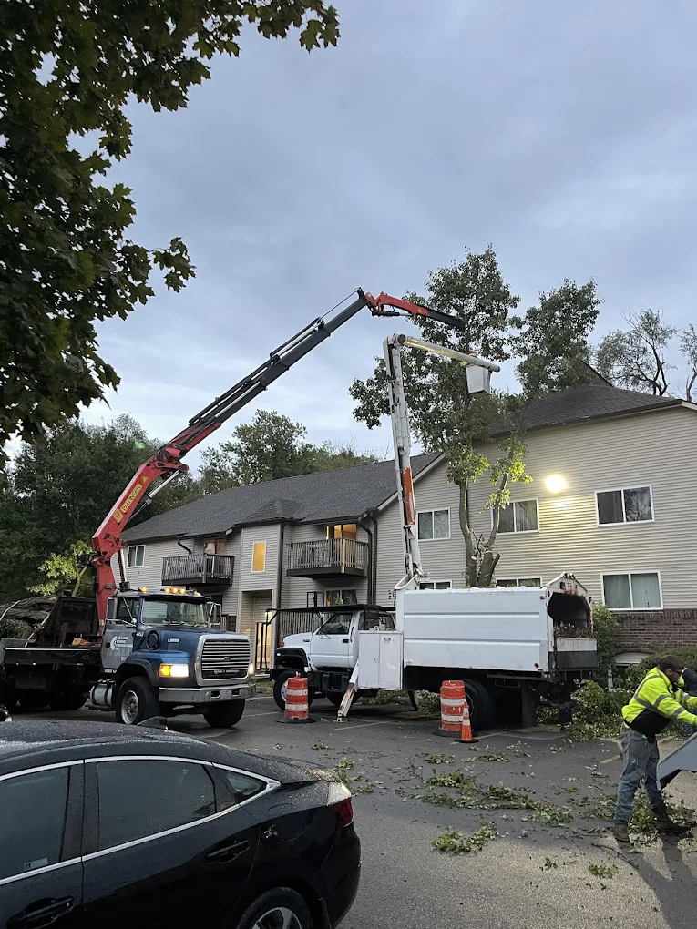 Tree Hanging Over Roof? Warning Signs to Watch For
