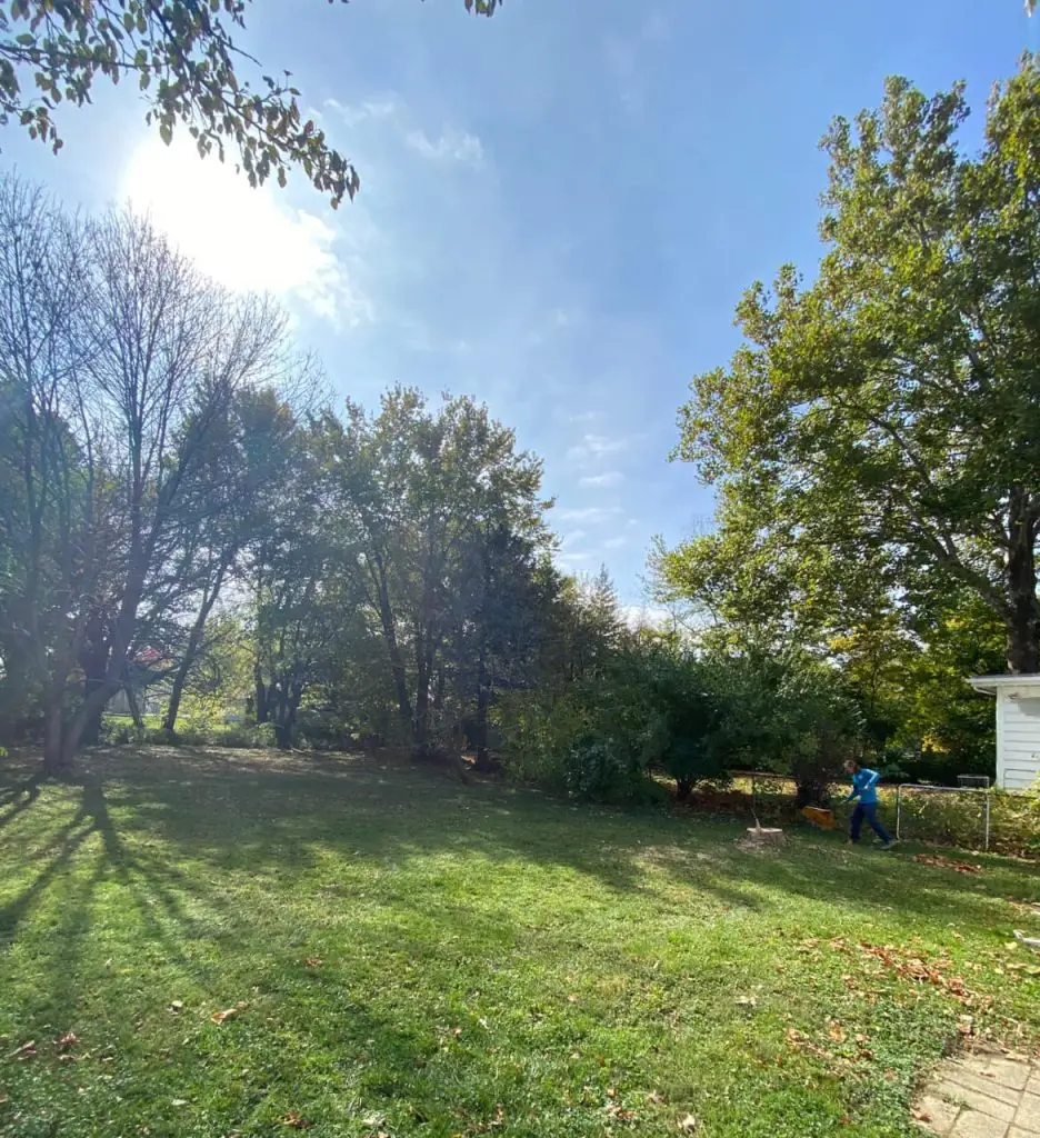 Professional Tree Removal with Excellent Cleanup by Leveled Up Tree & Crane