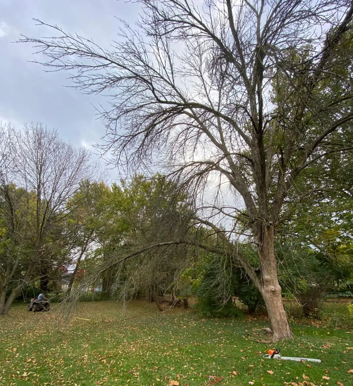 Before Removal_Leveled Up before tree removal