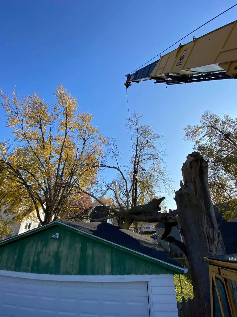 Removing a Hazardous Driveway Tree for Safety
