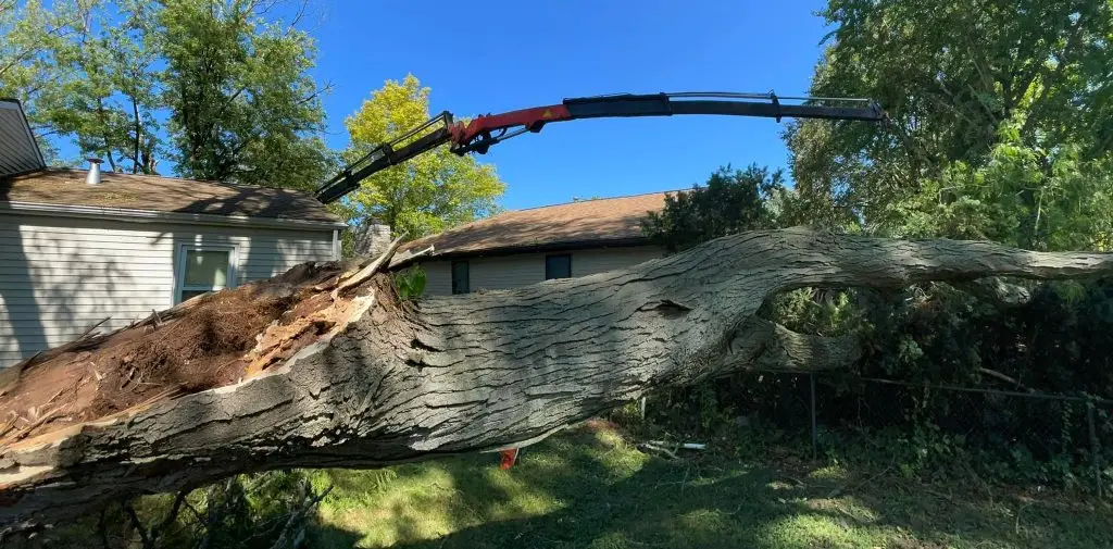 tree down