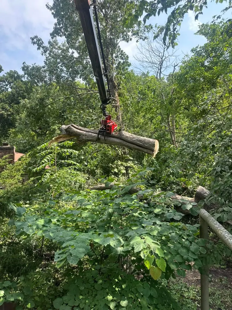 Quick and Thorough Tree Removal with Right Equipment in Peoria