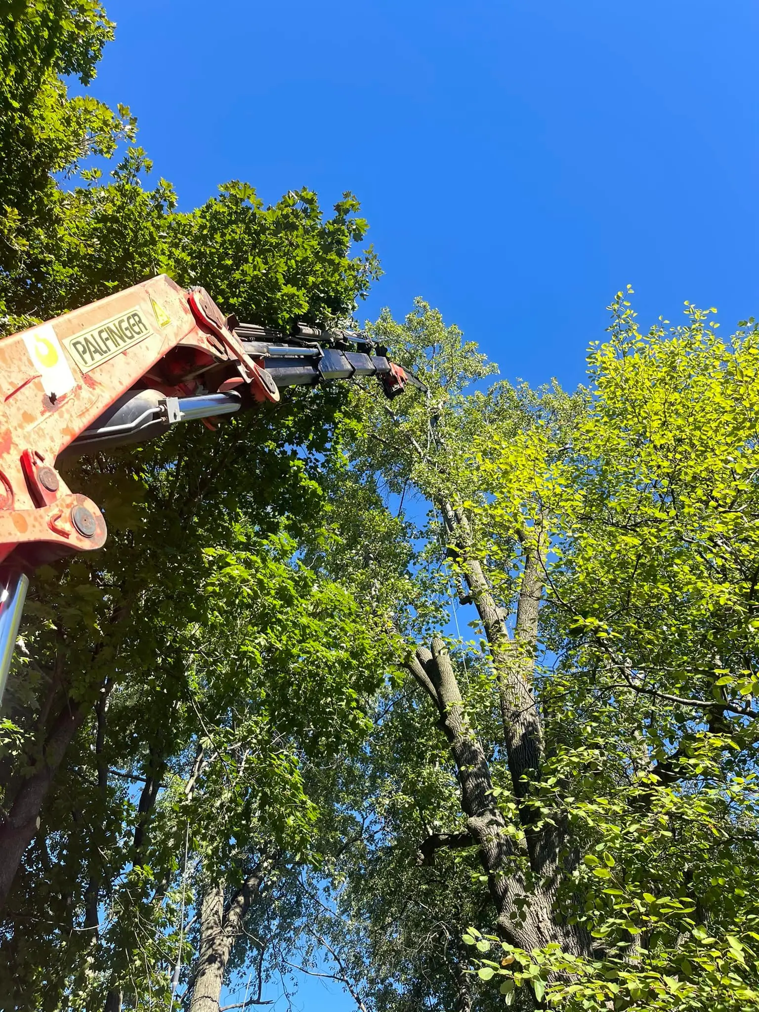 tree trimming & pruning services